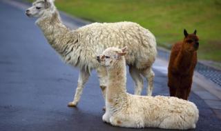 淹城野生动物园 淹城野生动物园
