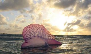 巨大水母群覆盖海面 巨大水母群覆盖海面